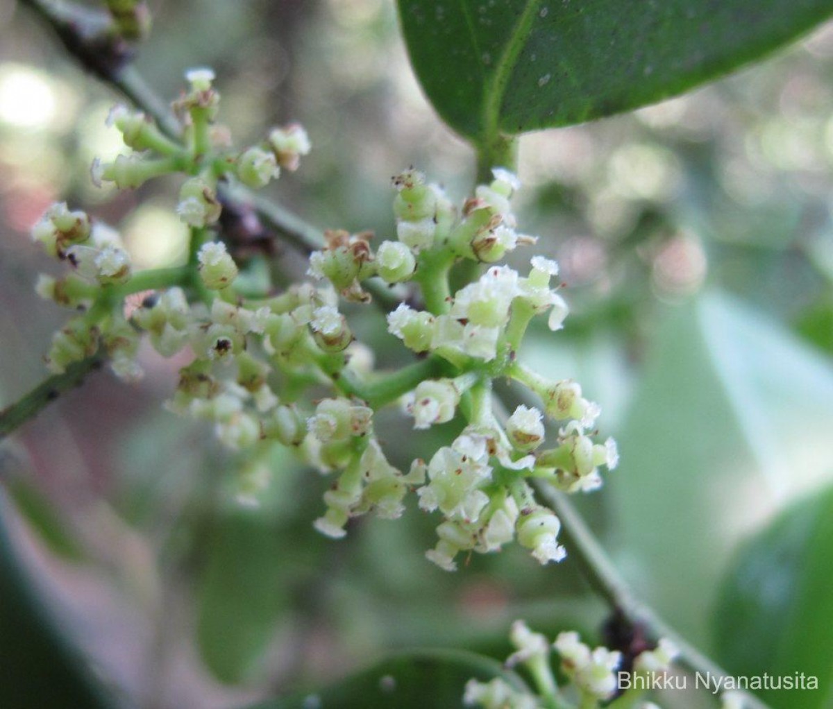 Tetrastigma nilagiricum (Miq.) B.V.Shetty